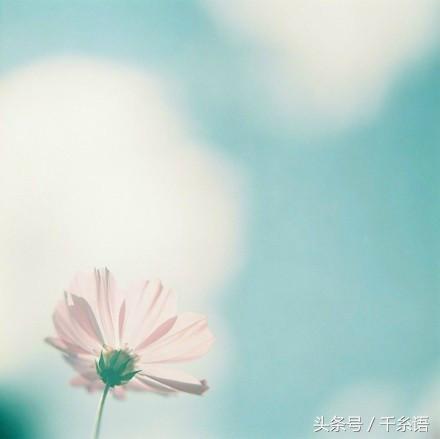 愿你的生活里，每天开出一朵花